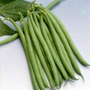 Slenderette Green French Bean Seeds