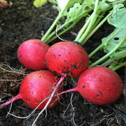 Radish Seeds – Raphanus sativus