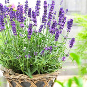 Spanish Seeds, Lavandula stoechas