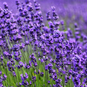 Spanish Seeds, Lavandula stoechas