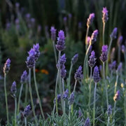 Spanish Seeds, Lavandula stoechas