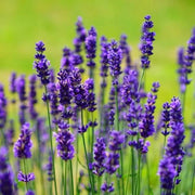 Spanish Seeds, Lavandula stoechas