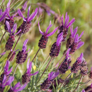 Spanish Seeds, Lavandula stoechas