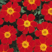 Disco Red French Marigold Seeds