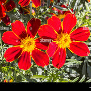Disco Red French Marigold Seeds