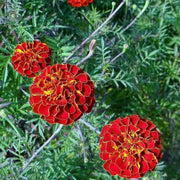 Red Marigold Seeds