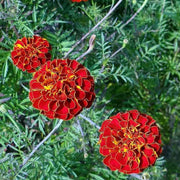 African Red & Yellow Marigold Seeds