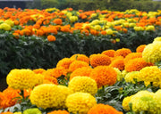 Marigold Seeds – Tagetes spp.