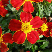 Disco Red French Marigold Seeds