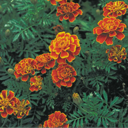 Marigold Seeds – Tagetes spp.