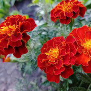 French Marigold Seeds