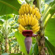 Banana Seeds – Musa acuminata