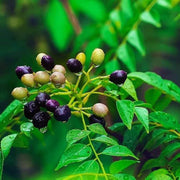 Fresh Seeds, Murraya koenigii Herb Seeds