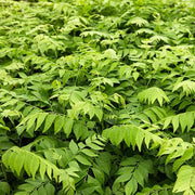 Fresh Seeds, Murraya koenigii Herb Seeds