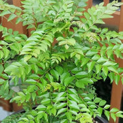 Fresh Seeds, Murraya koenigii Herb Seeds