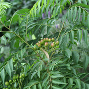 Fresh Seeds, Murraya koenigii Herb Seeds