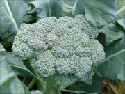 Broccoli Seeds – Brassica oleracea var. italica