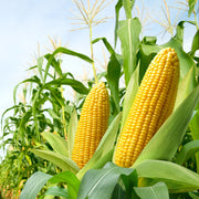 Sweet Corn Seeds – Zea mays