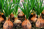 Onion Seeds – Allium cepa