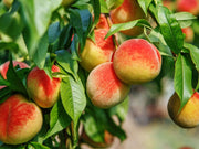 Peach Tree Seeds – Prunus persica