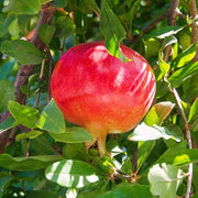 Pomegranate Seeds – Punica granatum