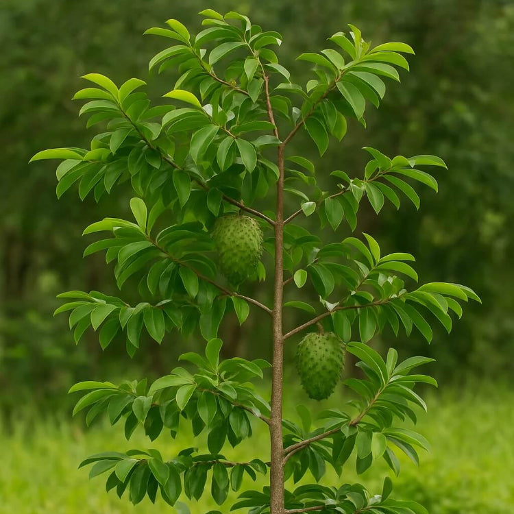 Fresh Soursop Seeds - Fruit Plant