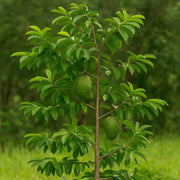 Fresh Soursop Seeds - Fruit Plant