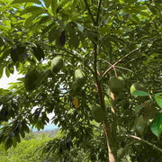Fresh Soursop Seeds - Fruit Plant