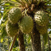 Fresh Soursop Seeds - Fruit Plant