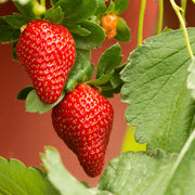 Strawberry Seeds – Fragaria × ananassa