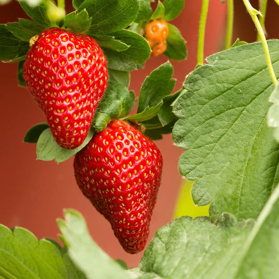 Strawberry Seeds – Fragaria × ananassa