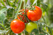 Tomato Seeds – Solanum lycopersicum
