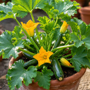 Zucchini Seeds – Cucurbita pepo