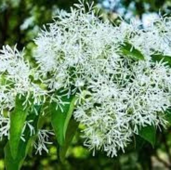 Fringe seeds - for Home Gardens Seeds