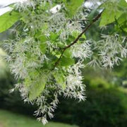 Fringe seeds - for Home Gardens Seeds