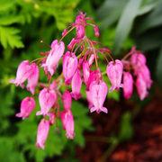 Fringed Bleeding Heart Seeds, Hardy Perennial