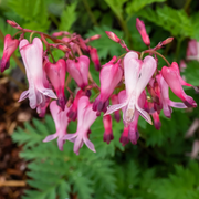 Fringed Bleeding Heart Seeds, Hardy Perennial