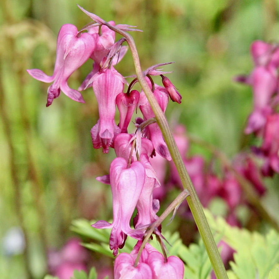 Fringed Bleeding Heart Seeds, Hardy Perennial