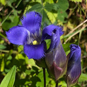 Blue Purple Fringed Gentian Seeds, Herbal