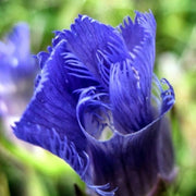 Blue Purple Fringed Gentian Seeds, Herbal
