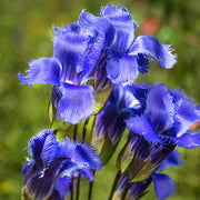 Blue Purple Fringed Gentian Seeds, Herbal