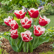 Fringed Tulip Seeds - Flower Plant