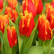 Fringed Tulip Seeds
