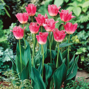 Fringed Tulip Seeds - Flower Plant