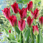 Fringed Tulip Seeds