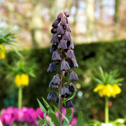 Plum Bells Fritillaria persica Seeds