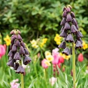 Plum Bells Fritillaria persica Seeds