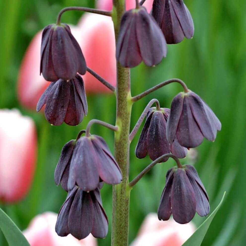 Plum Bells Fritillaria persica Seeds