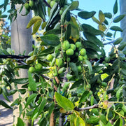 Honey Jar Jujube Seeds