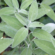 Fruit Sage Seeds - Herbal Plant